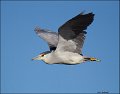 _5SB5718 black-crowned night-heron